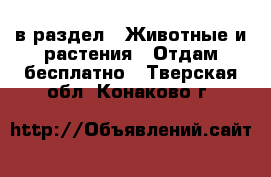  в раздел : Животные и растения » Отдам бесплатно . Тверская обл.,Конаково г.